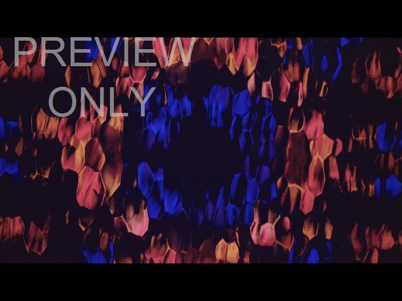 Lucent Fading Flowers Still