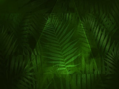Palm Leaf 4 Motion