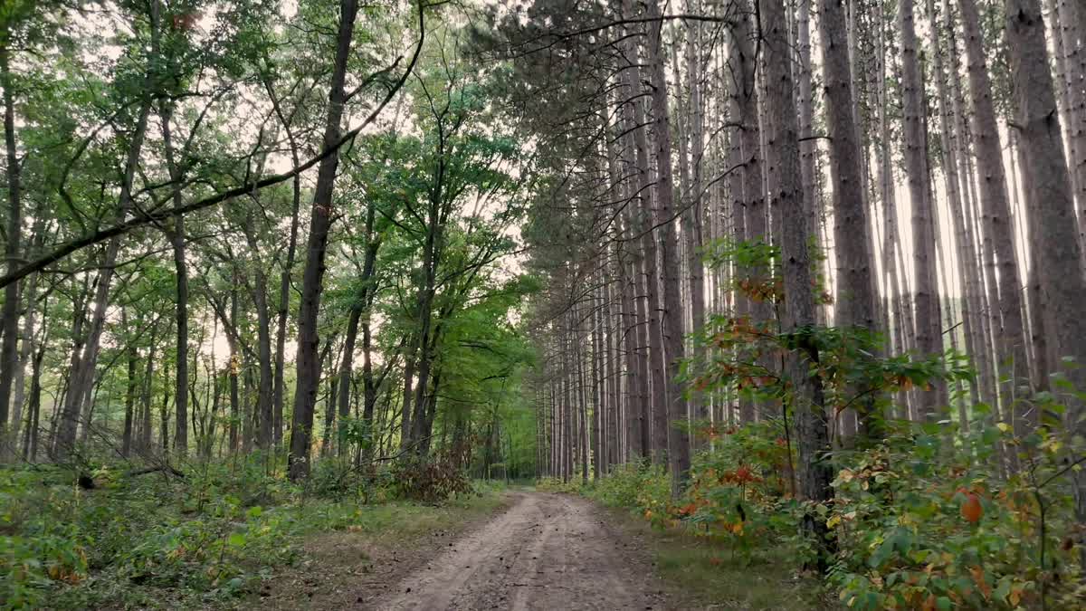 The Forest 6 Still