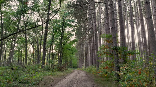 The Forest 6 Still