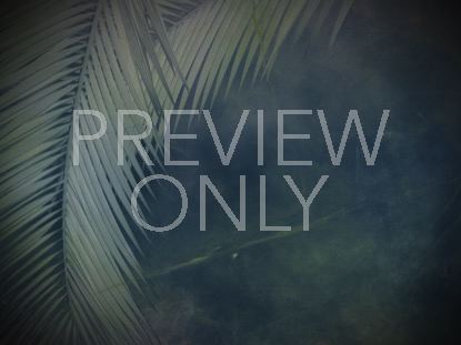 Palm Branches 2