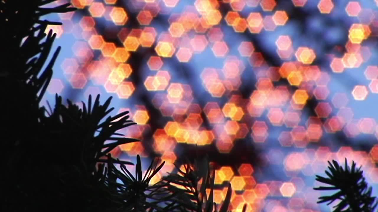 Pine And Lights