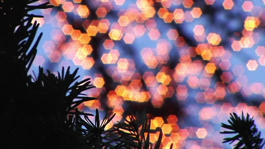 Pine And Lights