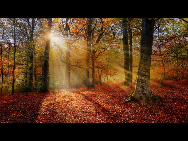 Autumn Light 11