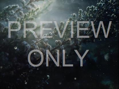 Christmas  Noel Still