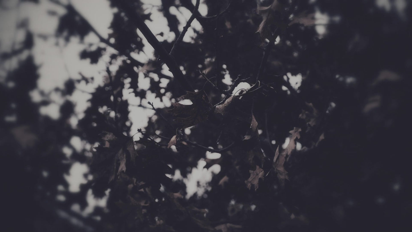 Bleak Beauty Leaves Still