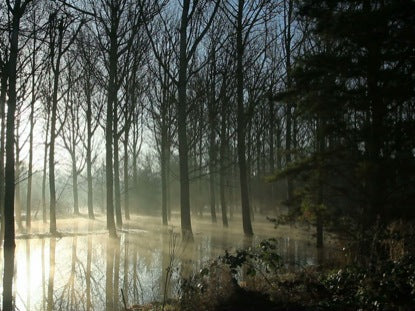 Flooded Woods Long Play