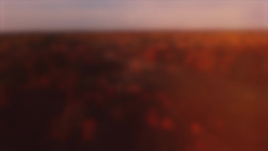 Thanksgiving Flight Forest Blur Still