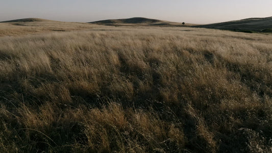 Golden Pastures Still 01