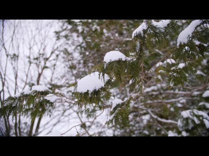 Snow Winter Background 41