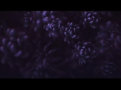 Purple Succulents