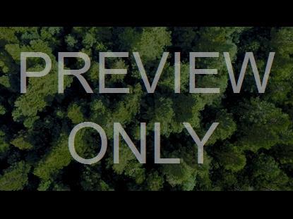 Forest Expanse