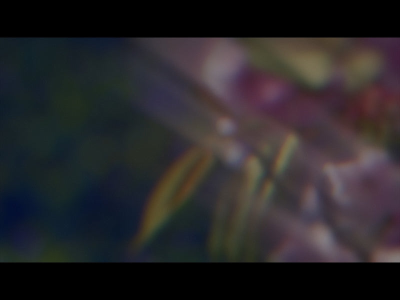 Daydream Loop 02