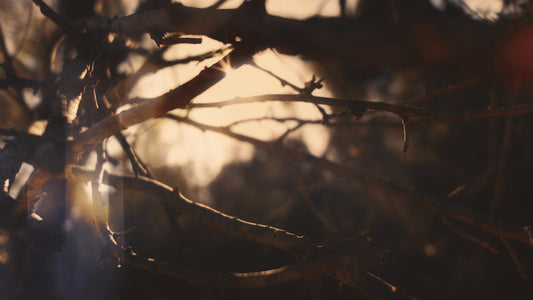 Autumn Dream Vision