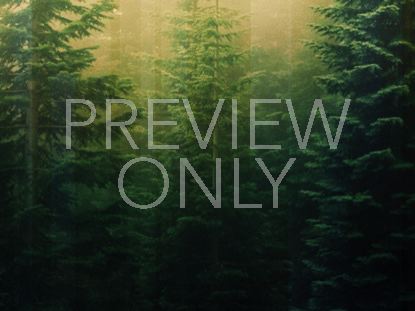 Calming Nature Green 2 Still