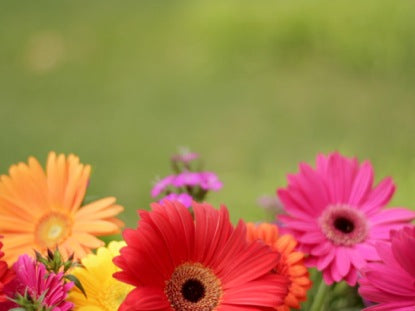 Gerber Daisies Spring
