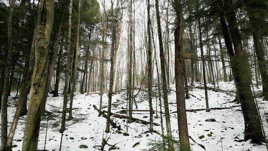 Winter Woods Still 06