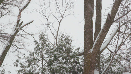 Winter Woods Still 22