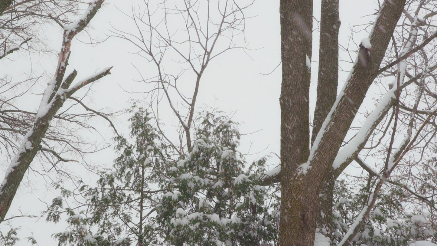 Winter Woods 22