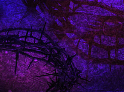 Purple Crown Of Thorns