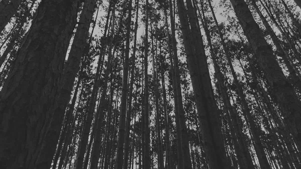 The Forest 5 Bw Still