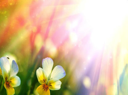 Floral Bloom 04
