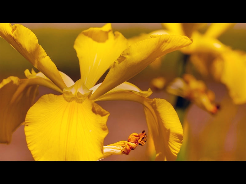 Mothers Day Garden 8