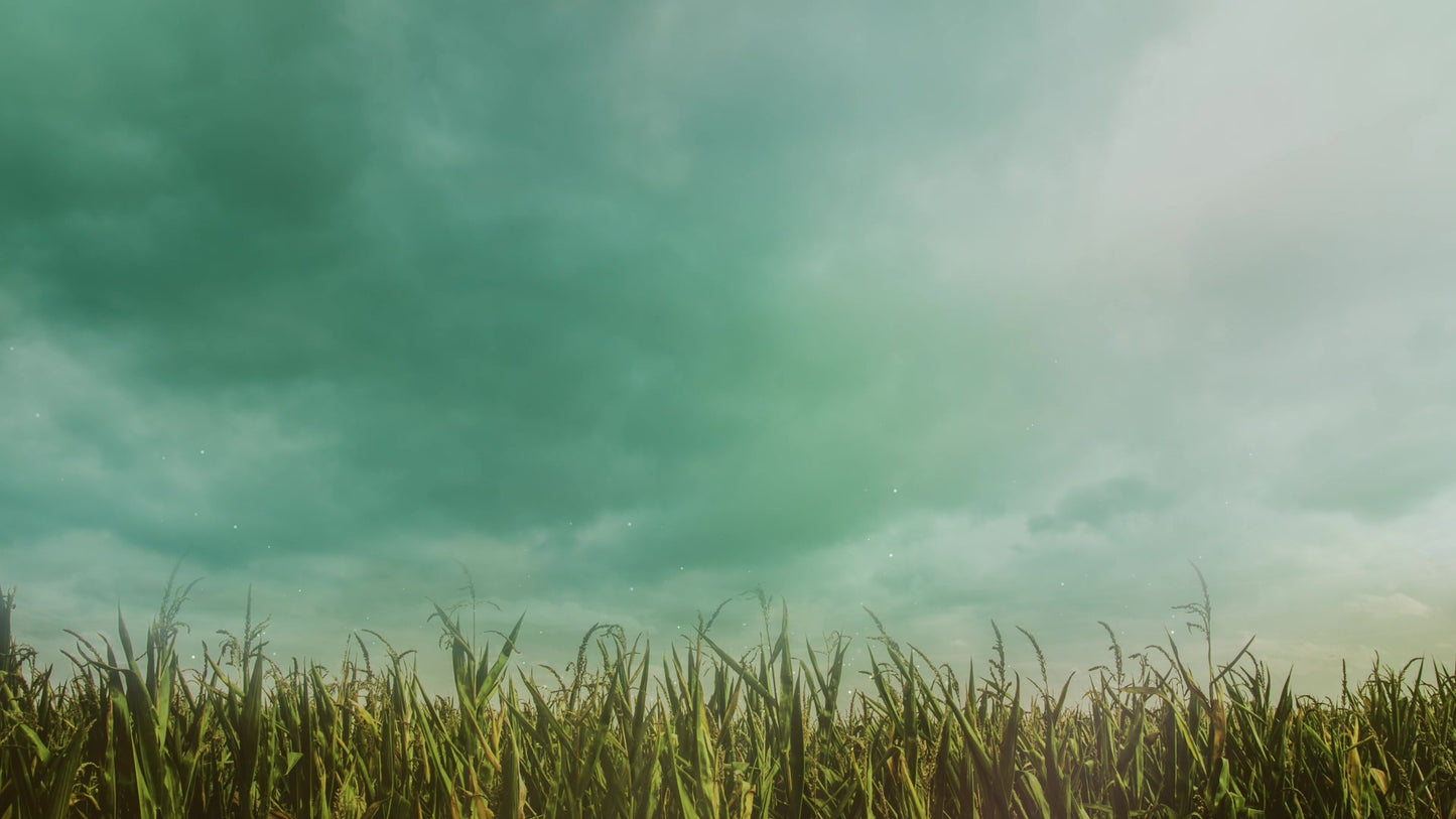 Deep Autumn Cornfield