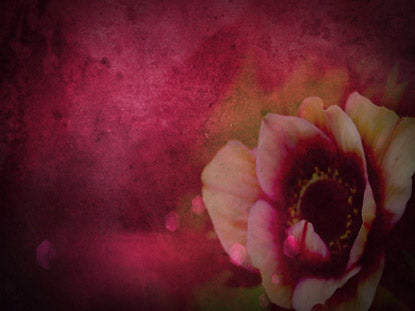 Pink Anemone
