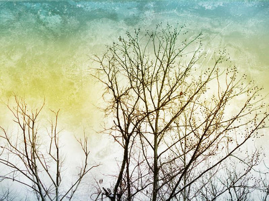 Treeline Still
