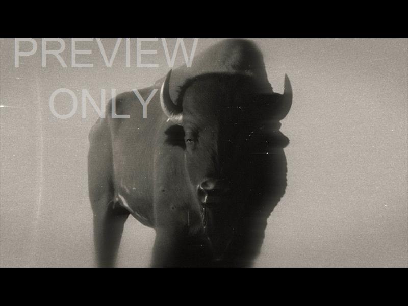 Bible Animals 2 Buffalo Bw Still