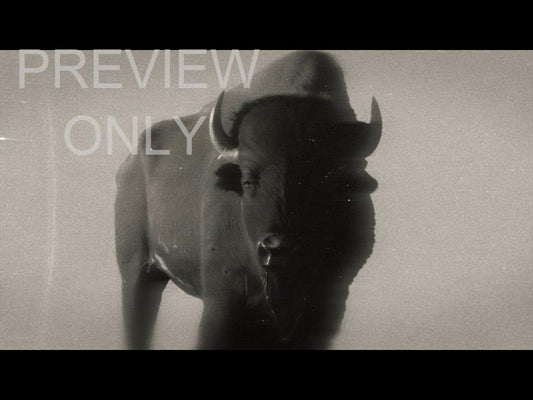 Bible Animals 2 Buffalo Bw Still