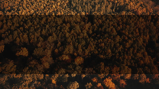 Autumn Foliage 7 Alt