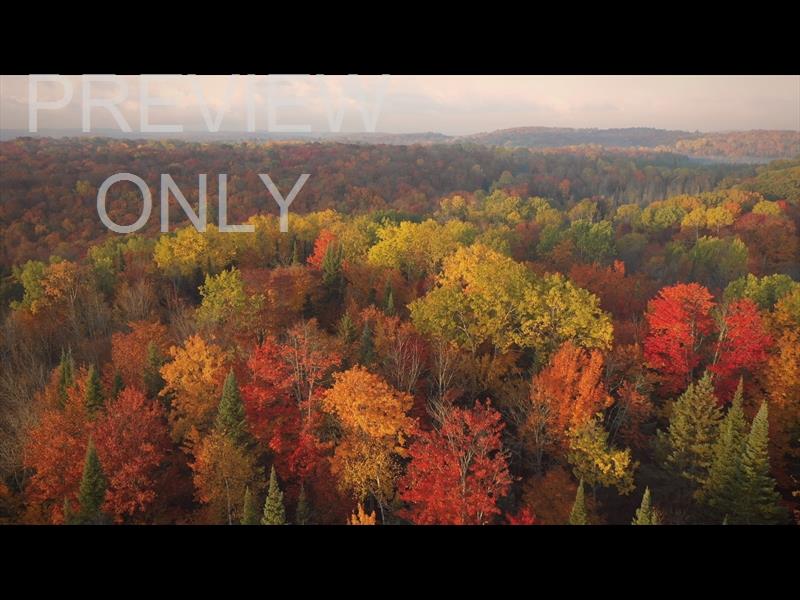 Epic Autumn Aerial Reverse Flight