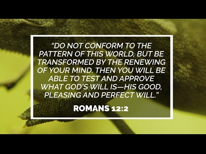Chameleon  Scripture Motion