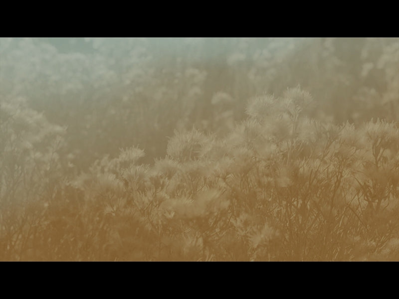 Sage Loop 07