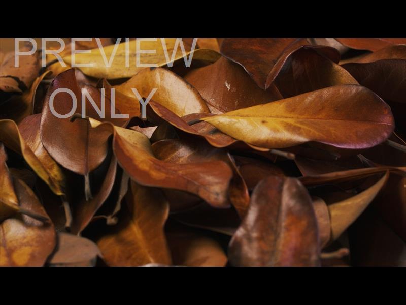 Autumn Leaves 9 Still