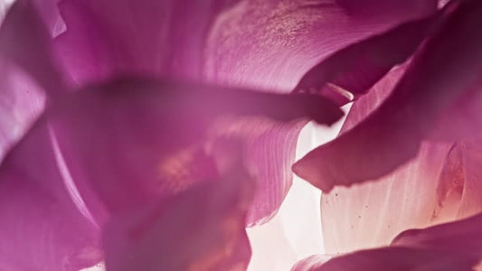 Flowers Of The Field Loops 05