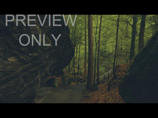 Deep Forest Pathway Still