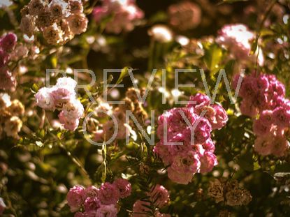 Vintage Flower Still 1