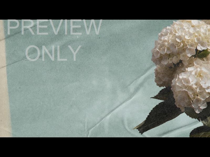 Hydrangea Still 01