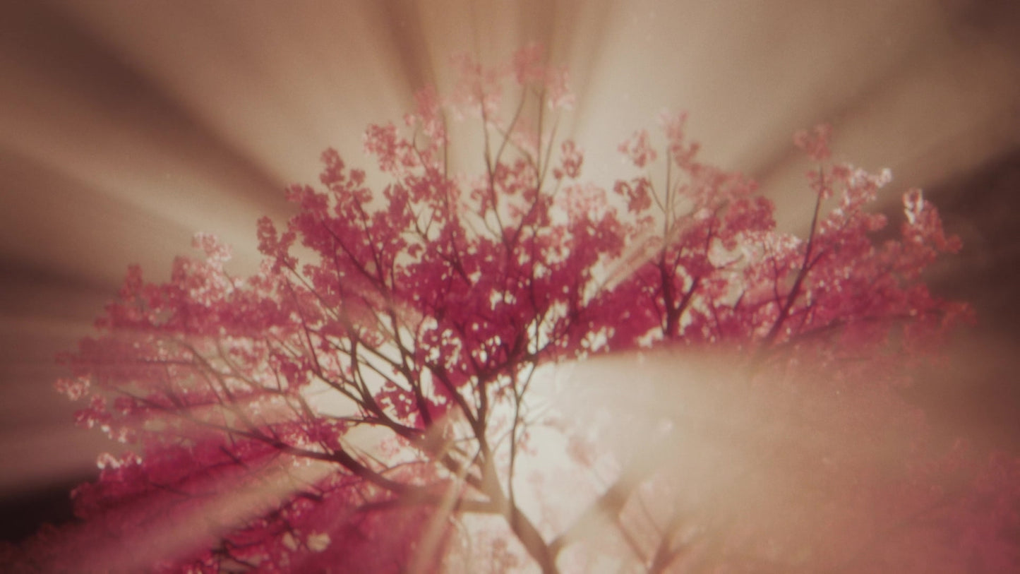 Holy Week Cherry Blossoms Still