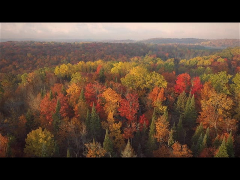 Epic Autumn Aerial Reverse Flight