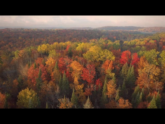 Epic Autumn Aerial Reverse Flight