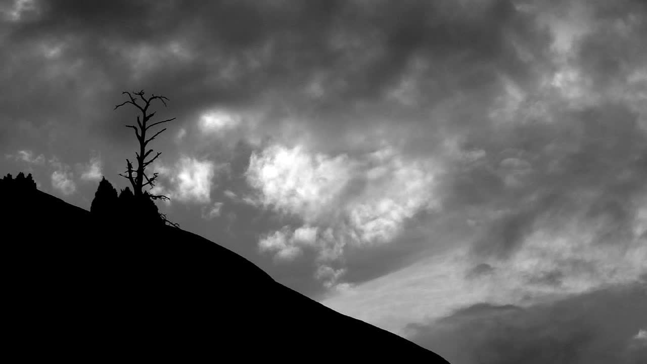 Lonely Tree