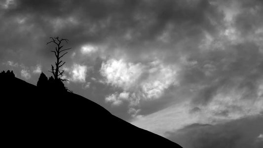 Lonely Tree