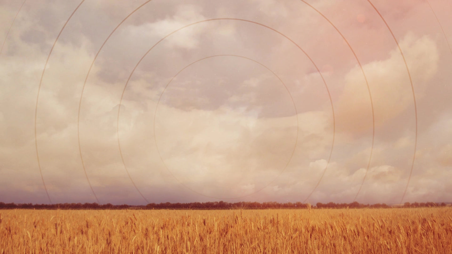 Golden Hour Field Radial Still