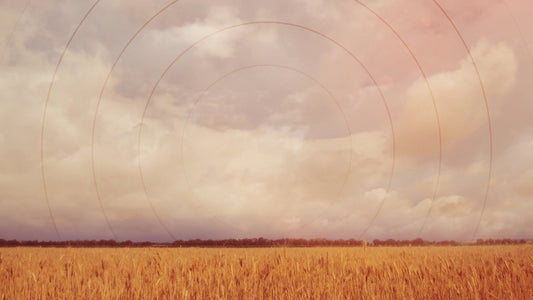 Golden Hour Field Radial Still
