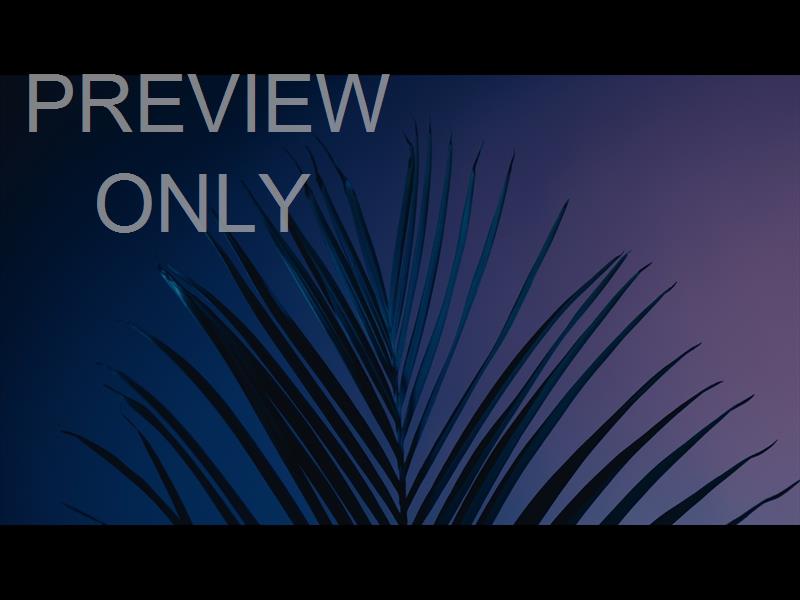Cinematic Palms Still 15