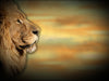 Lion Loop